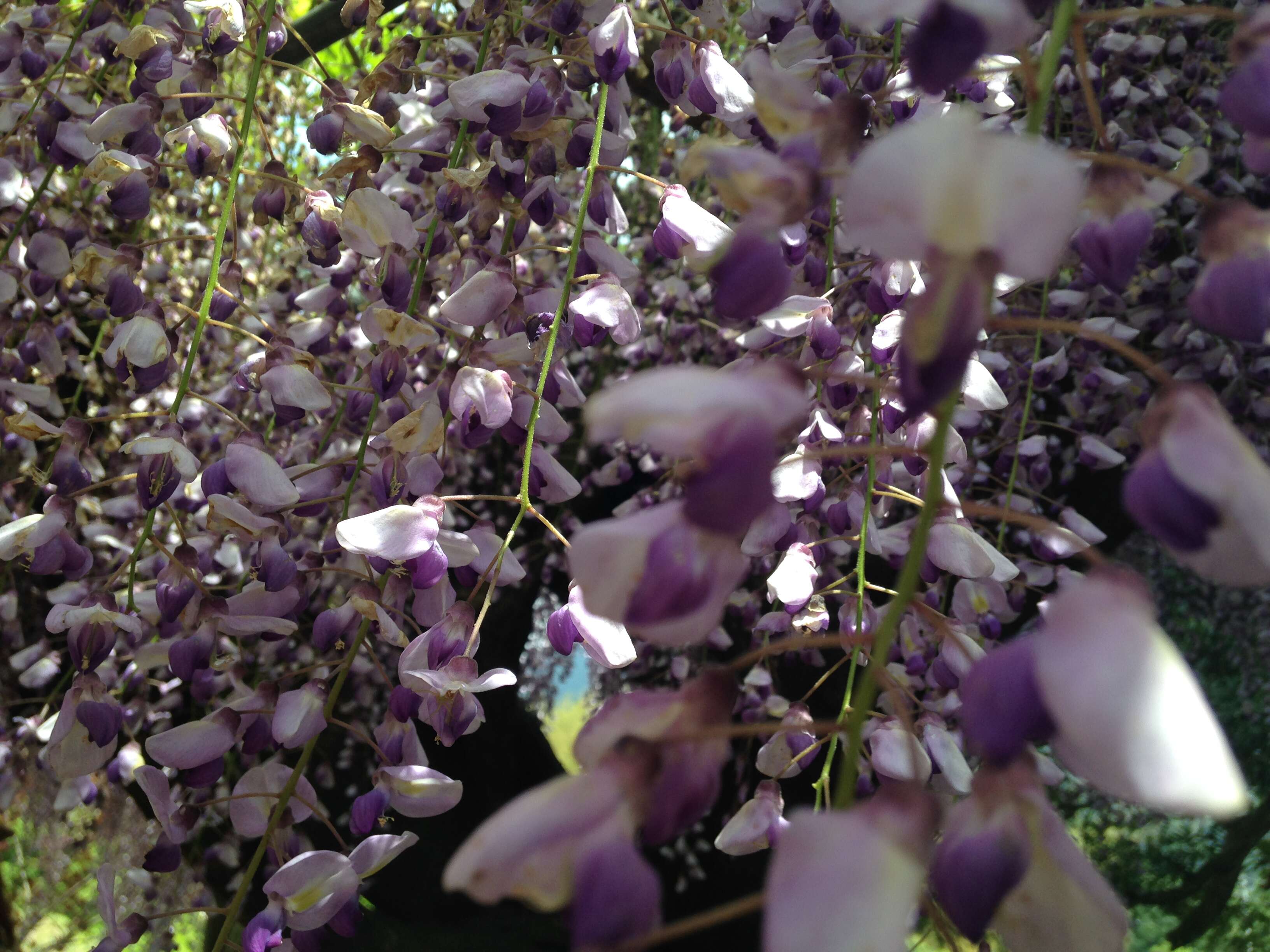 Plancia ëd Wisteria floribunda (Willd.) DC.