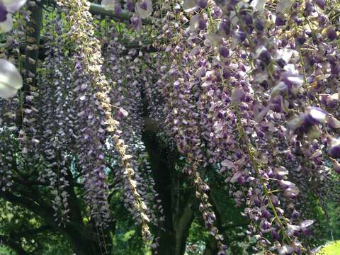 Image of Japanese wisteria