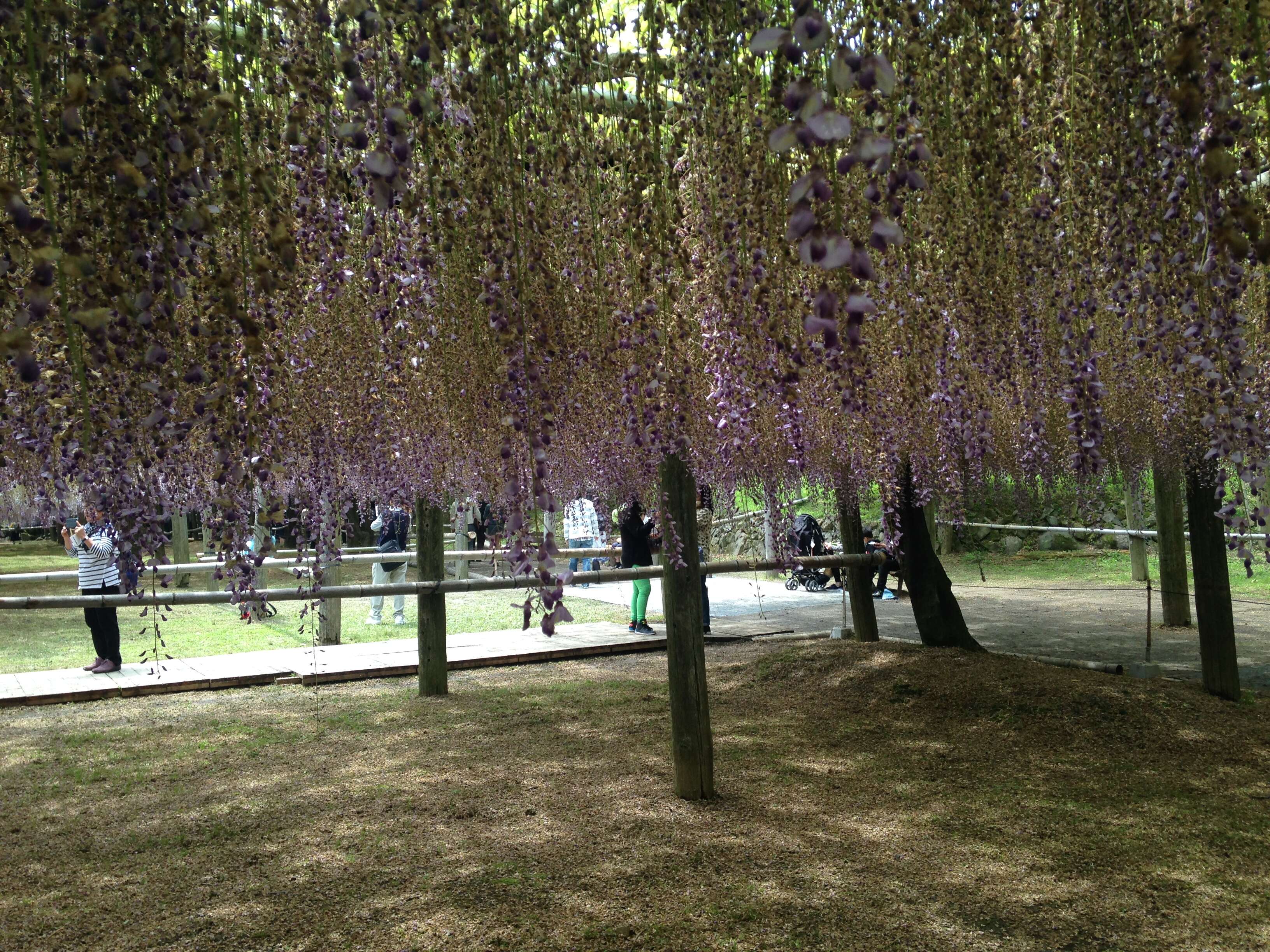 Image of Japanese wisteria