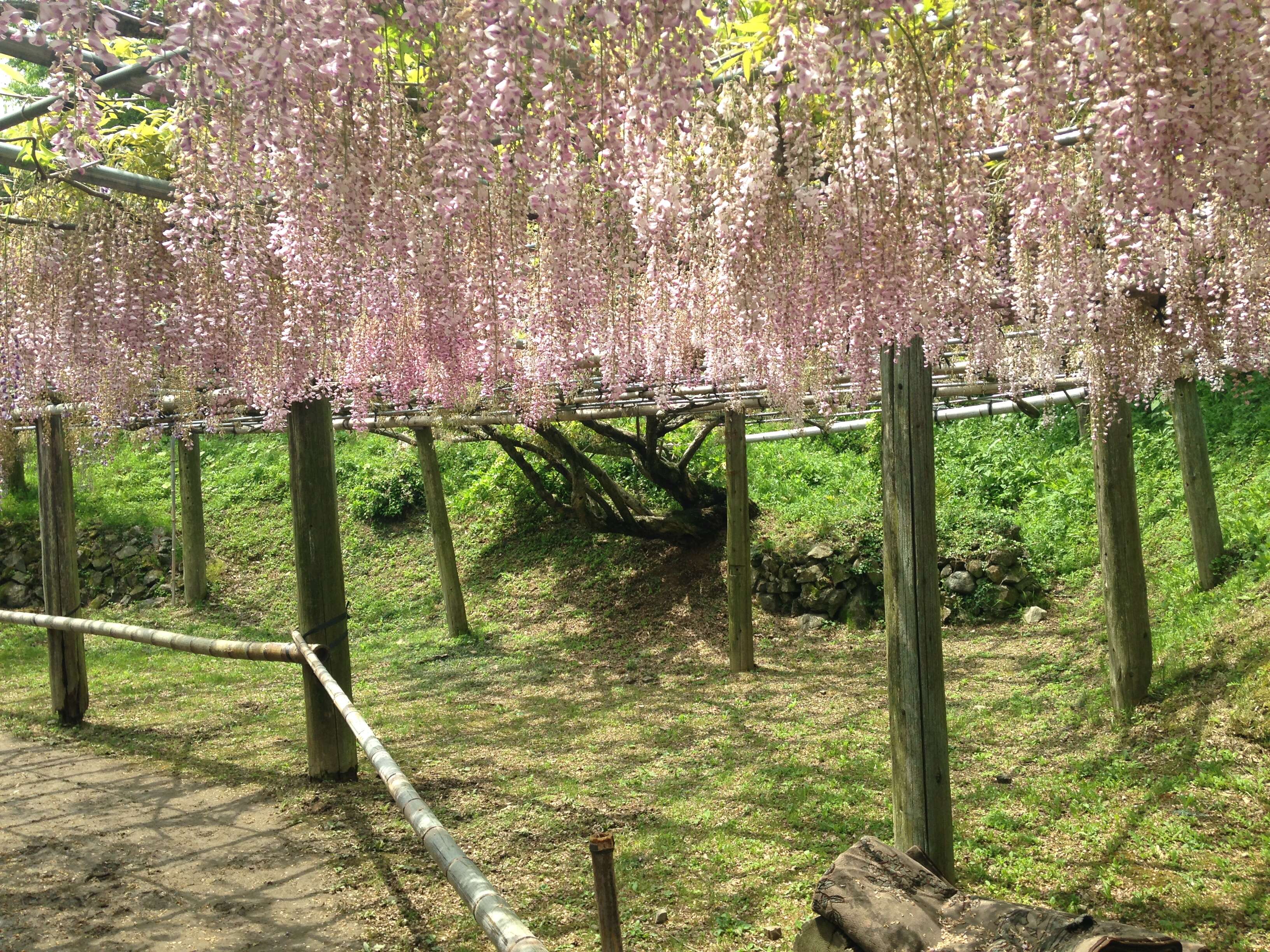 Image of Japanese wisteria