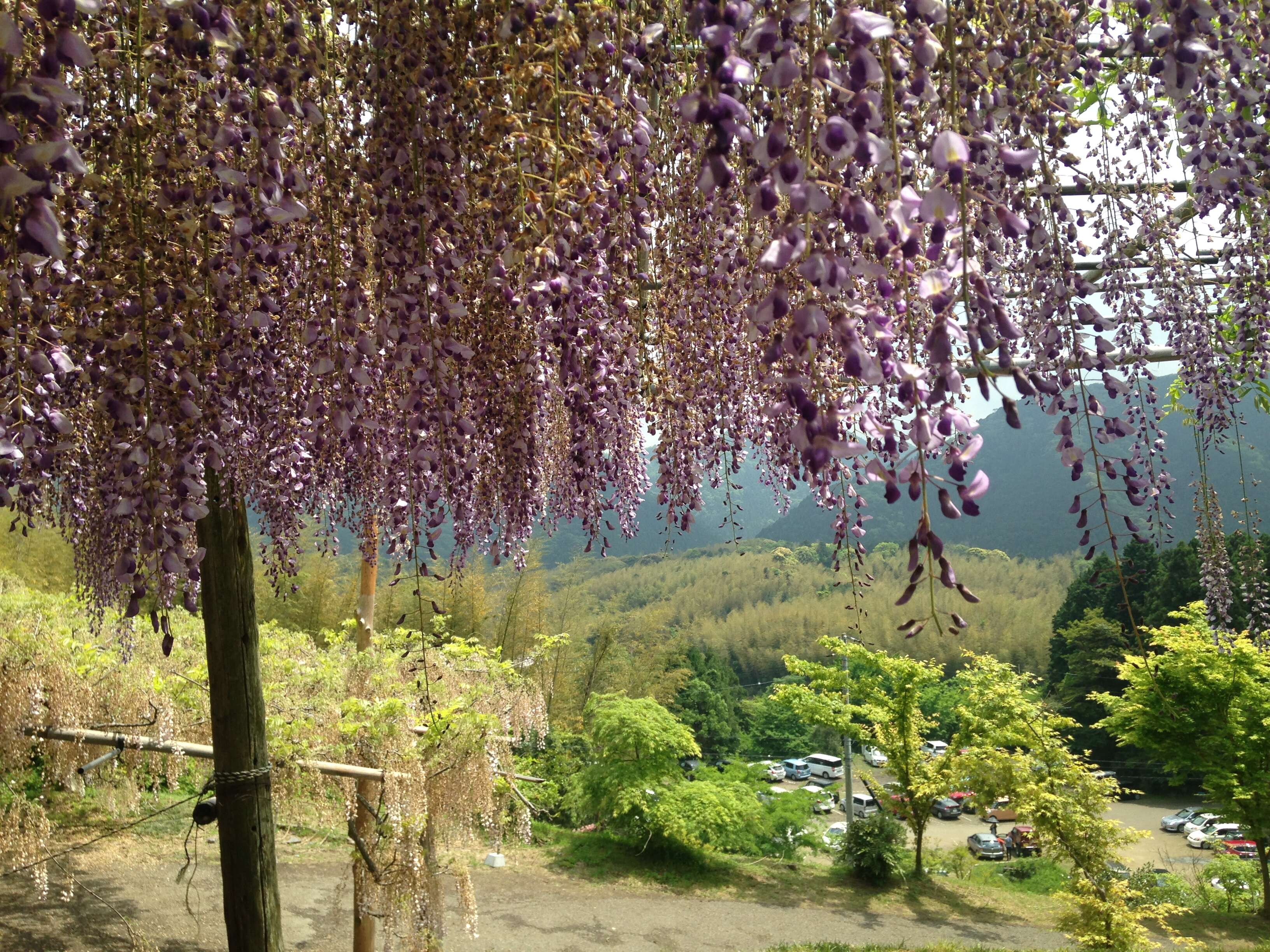 Plancia ëd Wisteria floribunda (Willd.) DC.