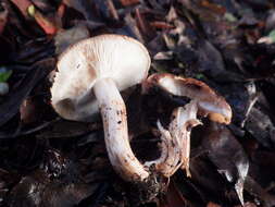 Imagem de Tricholoma stans (Fr.) Sacc. 1887