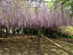 Plancia ëd Wisteria floribunda (Willd.) DC.