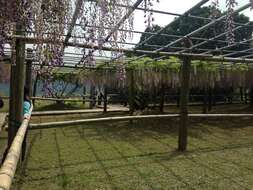 Image of Japanese wisteria