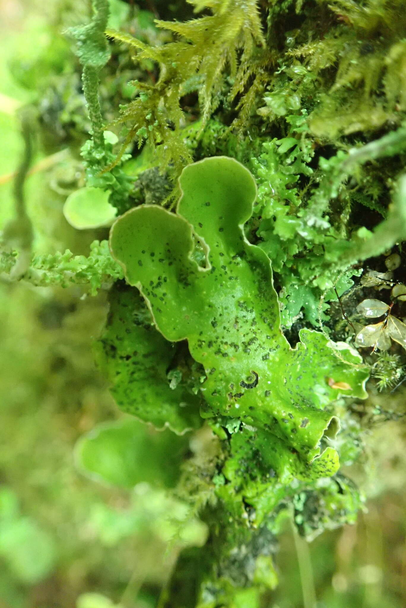 Image of British felt lichen