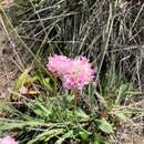 صورة Armeria gaditana Boiss.