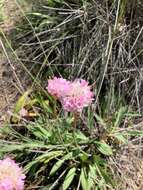 صورة Armeria gaditana Boiss.