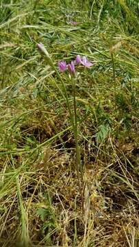 Allium unifolium Kellogg resmi