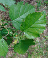 Imagem de Crataegus pennsylvanica Ashe