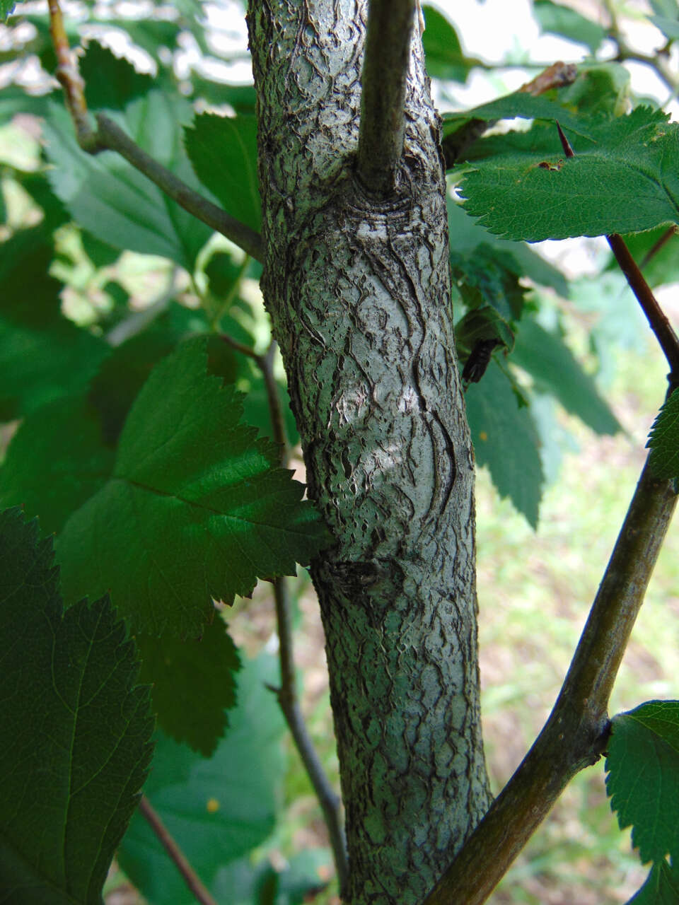 Imagem de Crataegus pennsylvanica Ashe