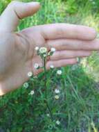 Plancia ëd Erigeron acris L.