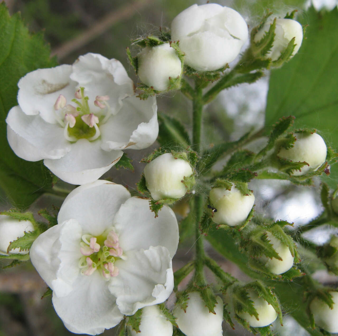 Imagem de Crataegus pennsylvanica Ashe