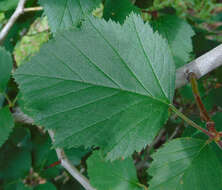 Imagem de Crataegus pennsylvanica Ashe