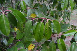 Imagem de Prunus lusitanica L.