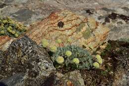 Image of Ruby Mountain buckwheat