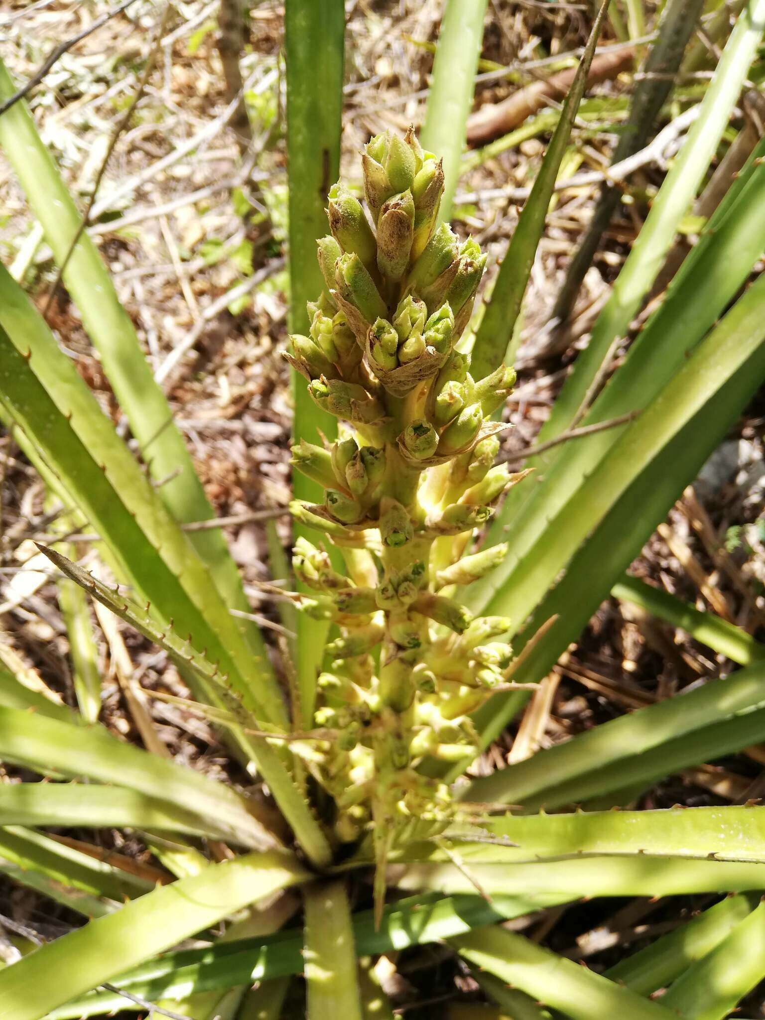 Bromelia chrysantha Jacq.的圖片