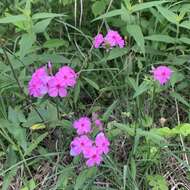 Imagem de Phlox glaberrima subsp. triflora (Michx.) Wherry