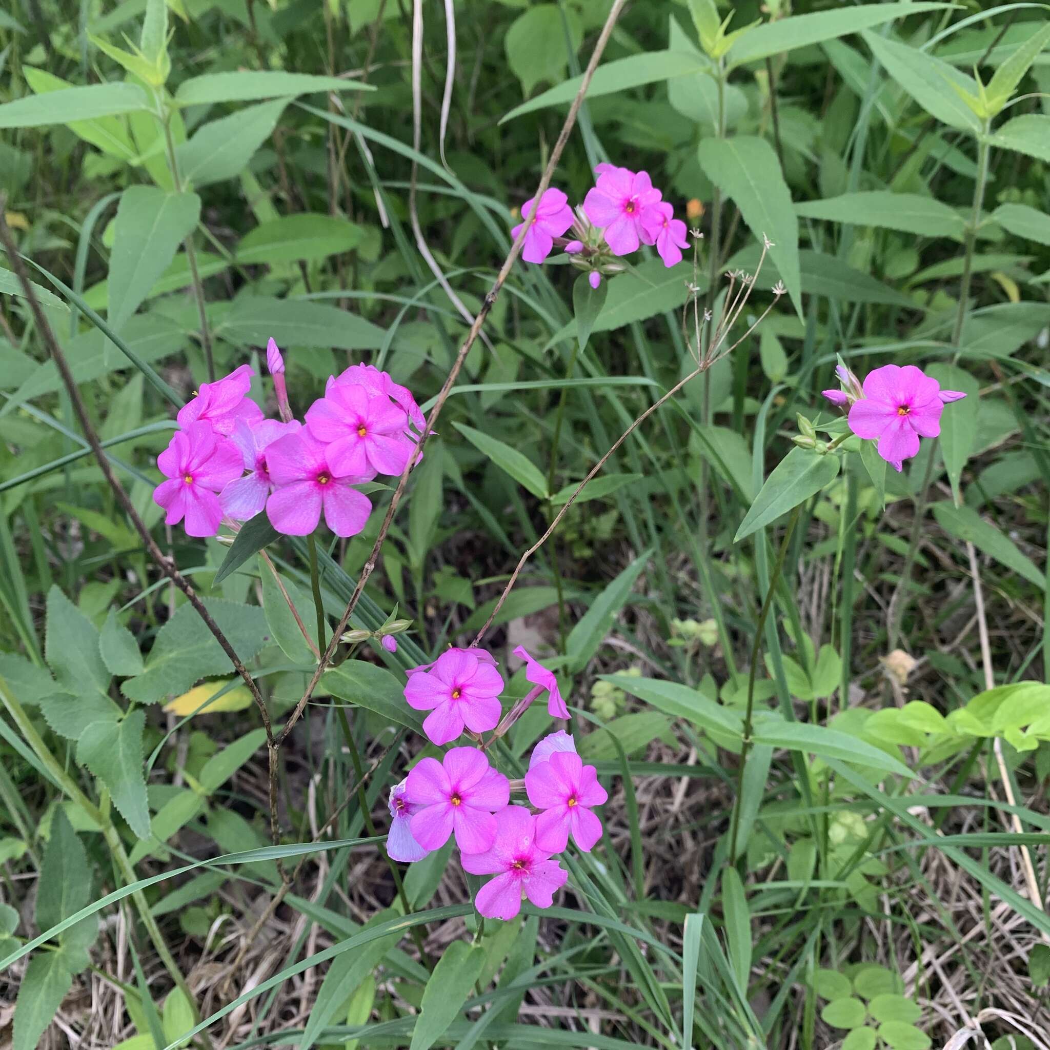 Imagem de Phlox glaberrima subsp. triflora (Michx.) Wherry