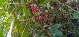 Image of Medinilla fuchsioides Gardn.