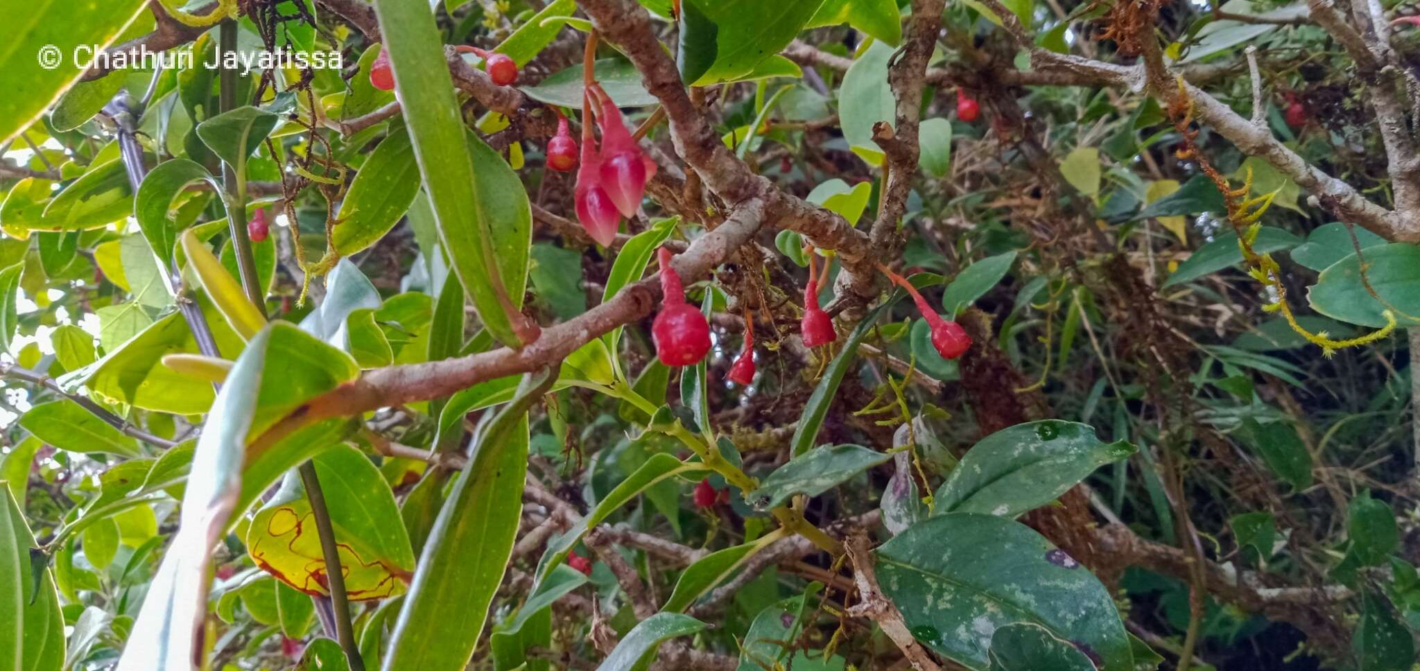 Image of Medinilla fuchsioides Gardn.