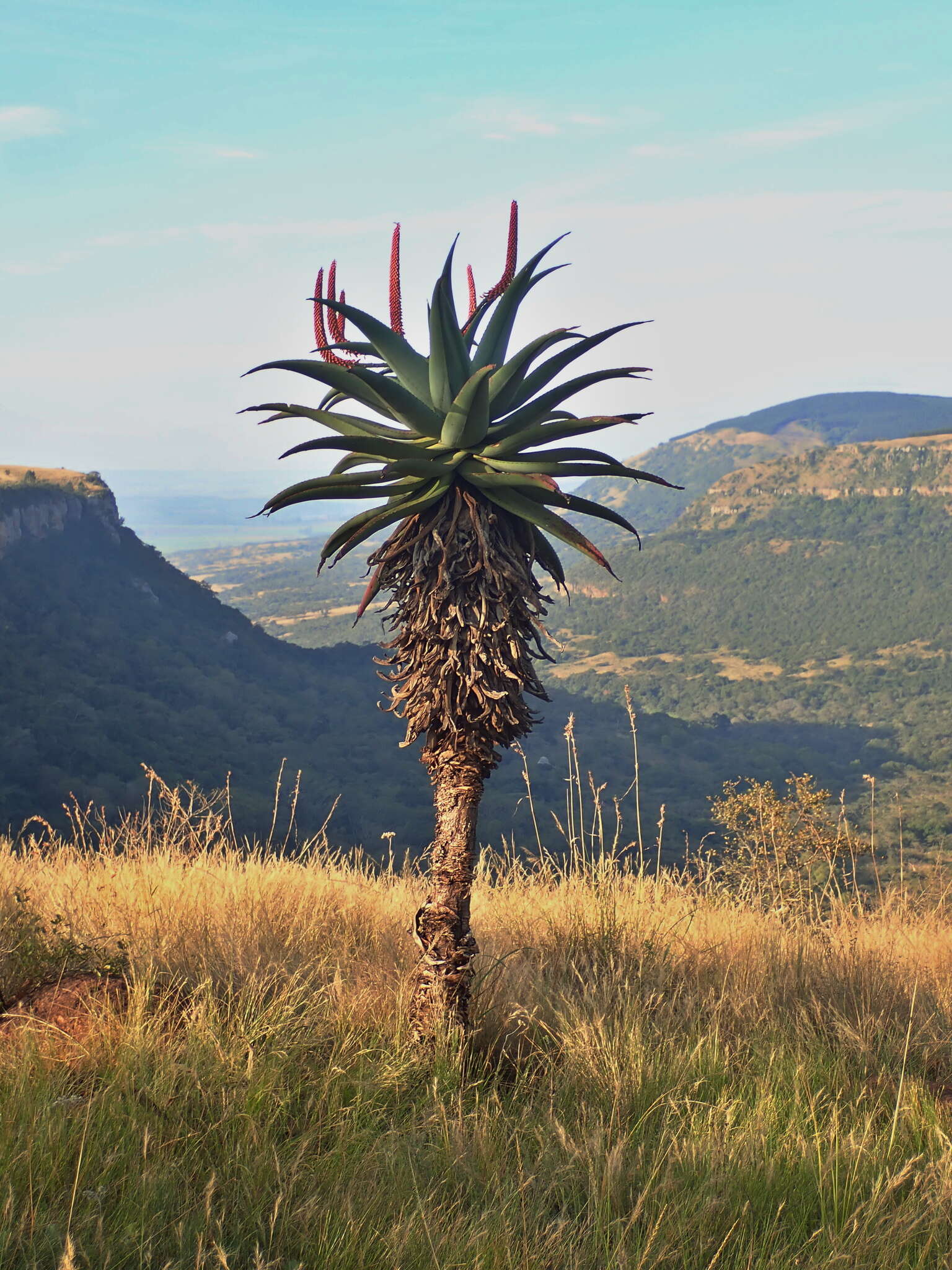 Imagem de Aloe candelabrum A. Berger