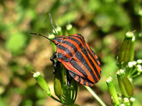 Image of <i>Graphosoma italicum</i>