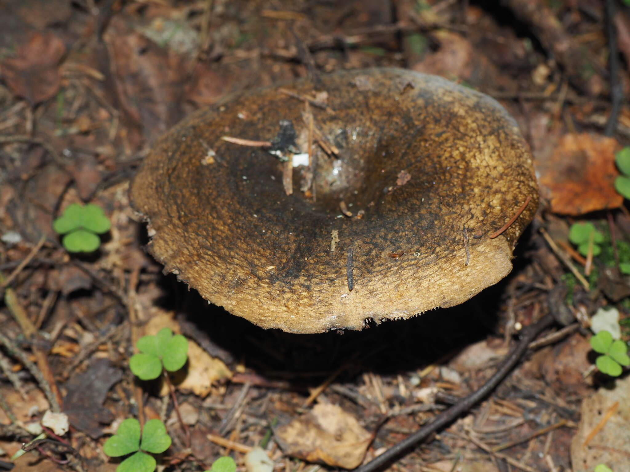 Image of Ugly Milk-cap