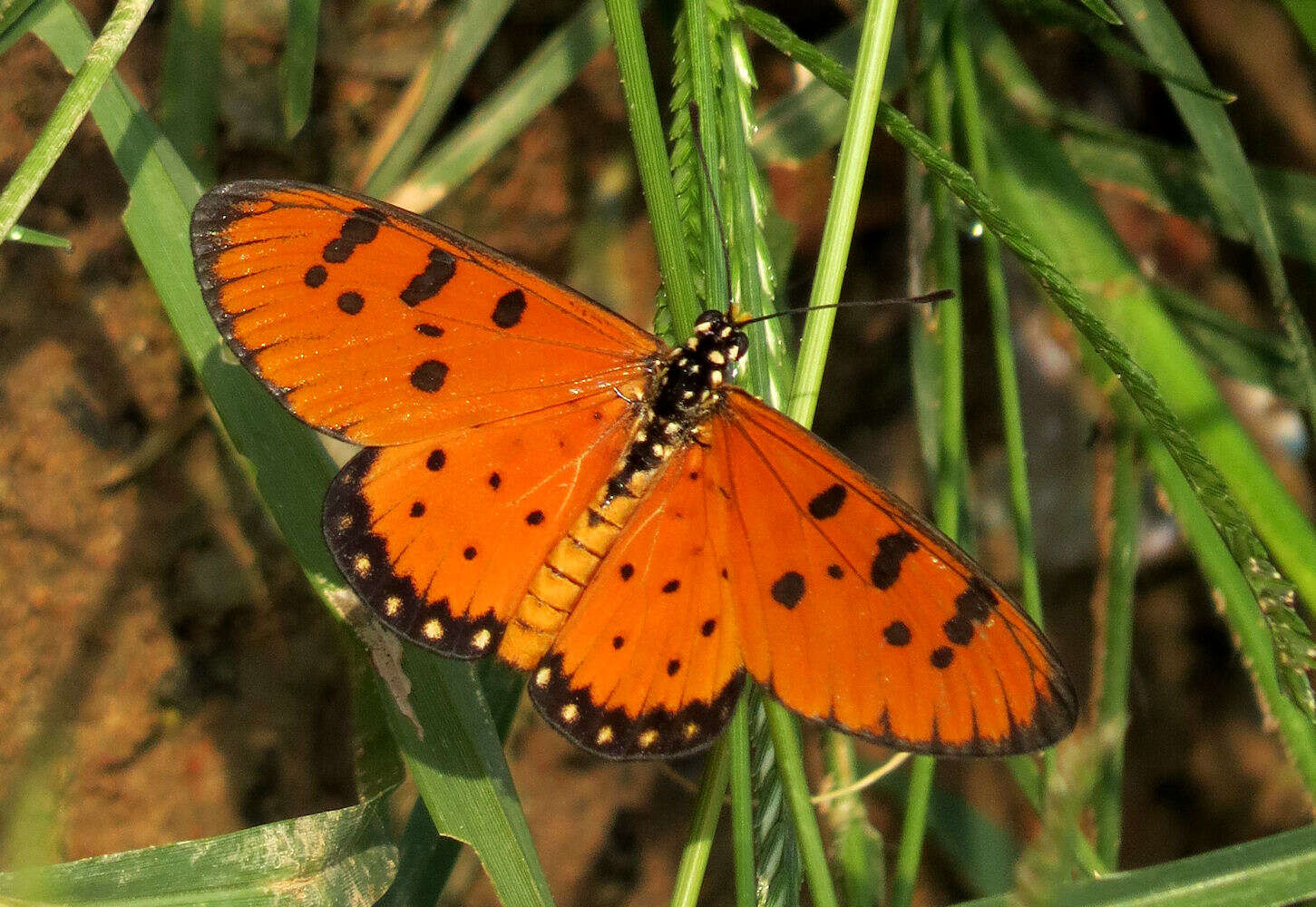 Image of Acraea terpsicore