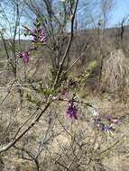 Image of Lonchocarpus hermannii M. Sousa