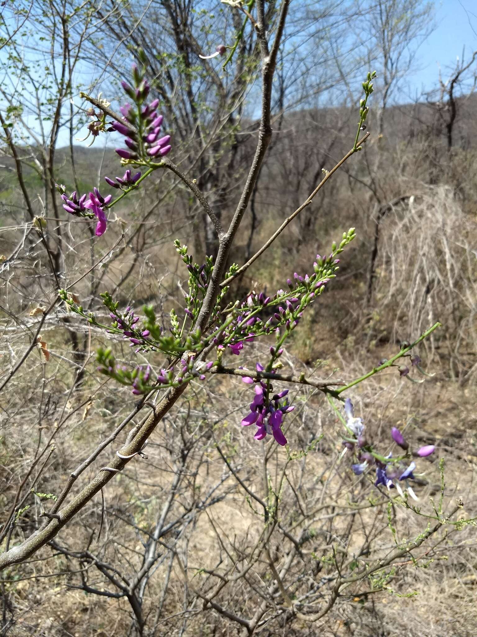 Image of Lonchocarpus hermannii M. Sousa