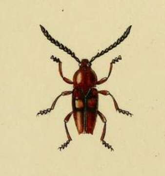 Image of Lissonotus biguttatus (Dalman 1817)