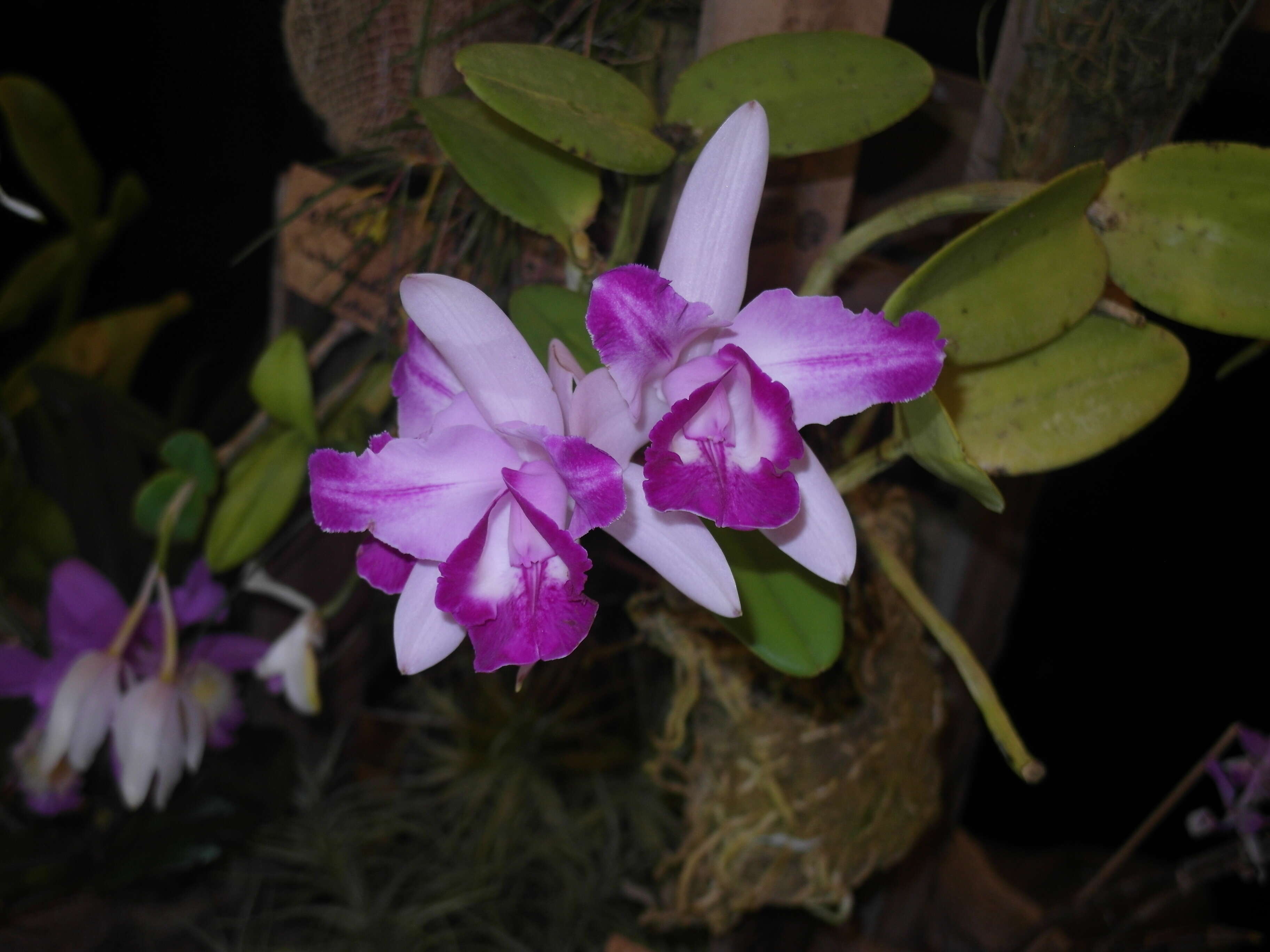 Imagem de Cattleya intermedia Graham ex Hook.