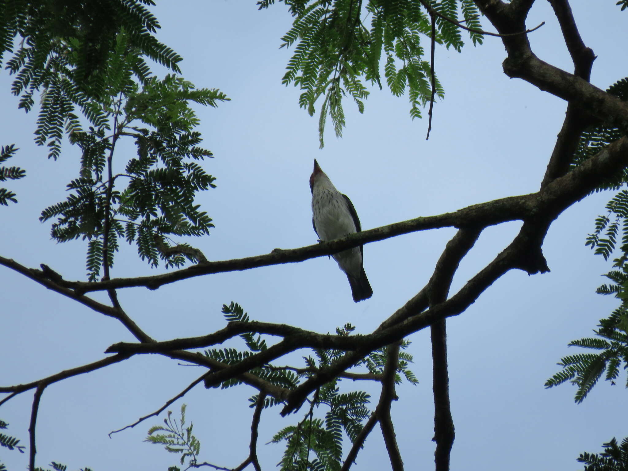 Imagem de Tityra cayana (Linnaeus 1766)