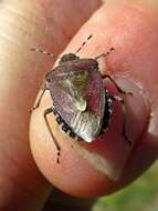 Image of sloe bug