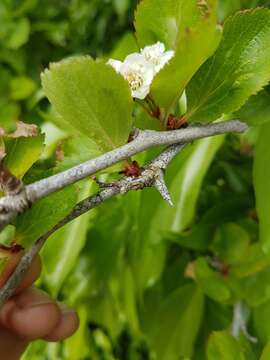 Image of Suksdorf's Hawthorn