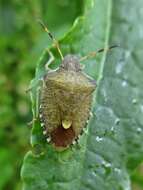 Image of Vernal Shieldbug