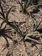 Image of Sansevieria aethiopica Thunb.