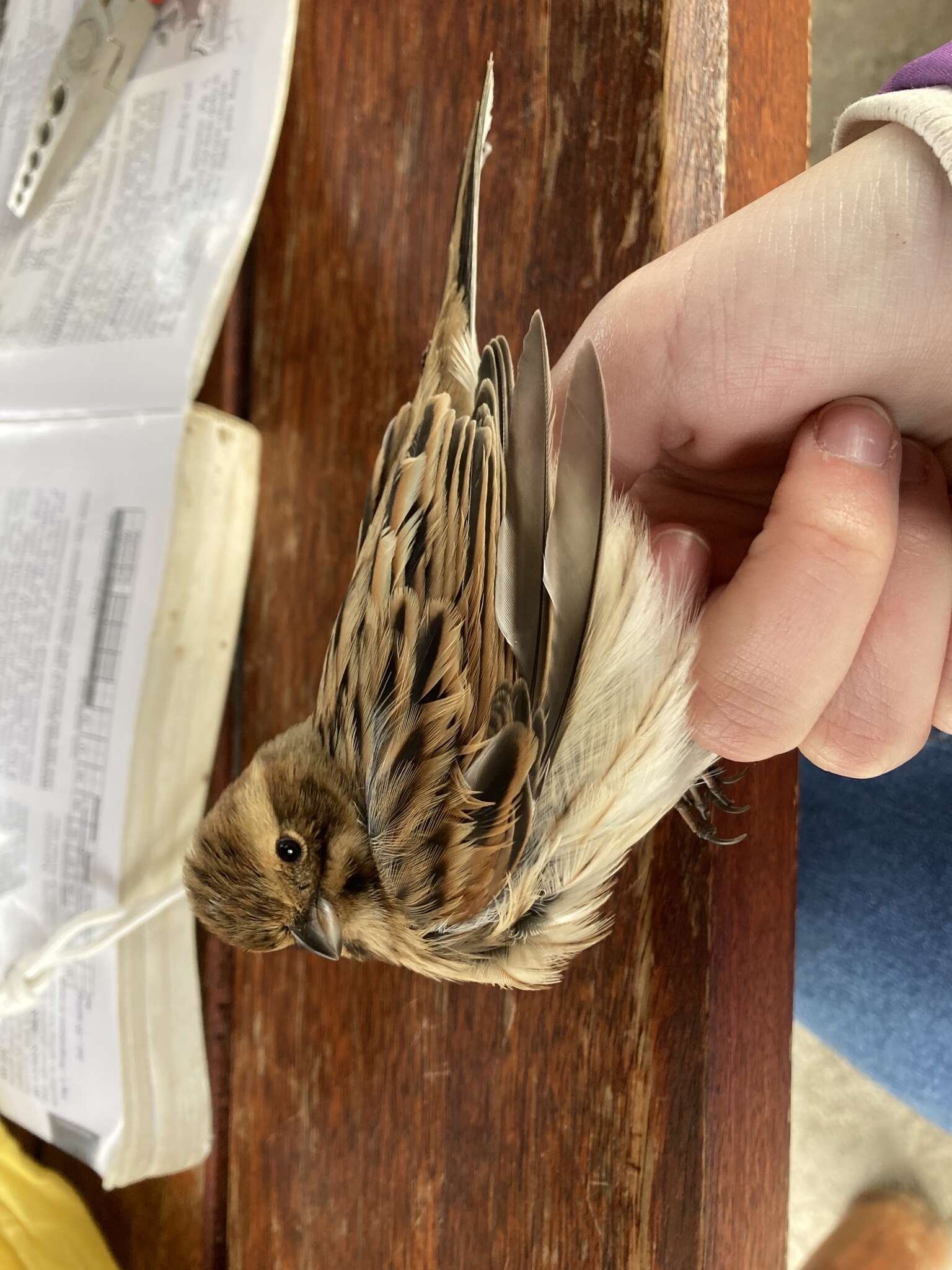 Image of Emberiza schoeniclus ukrainae (Zarudny 1917)