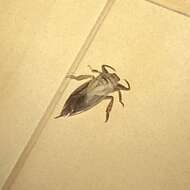 Image of Lethocerus oculatus (Montandon 1896)