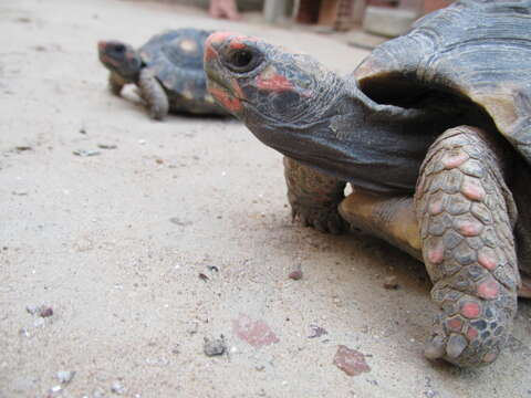 Image of Red-footed Tortoise