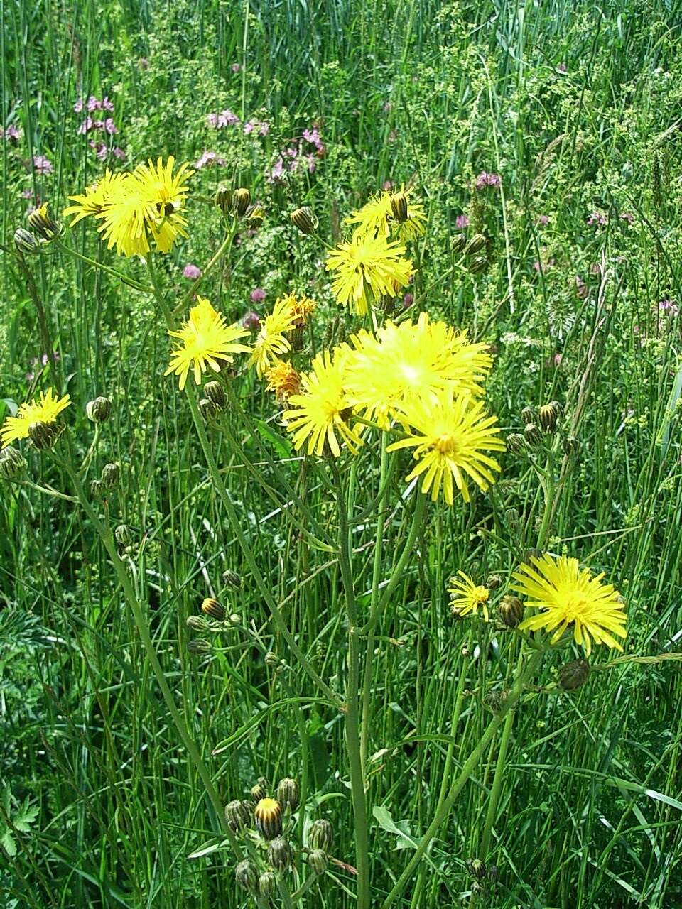 Image of rough hawksbeard