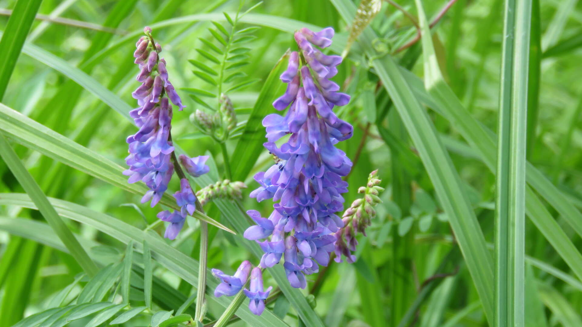 Image of bird vetch