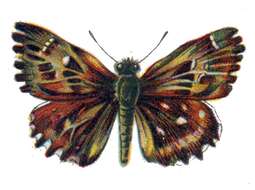 Image of Mallow Skipper