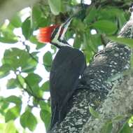 Image of Dryocopus pileatus pileatus (Linnaeus 1758)