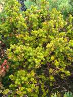 Image of Melaleuca squamea Labill.