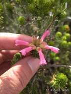 Image of Erica abietina subsp. diabolis E. G. H. Oliv. & I. M. Oliv.