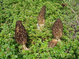 Image of Morchella elata Fr. 1822