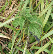 Image of Urtica australis Hook. fil.