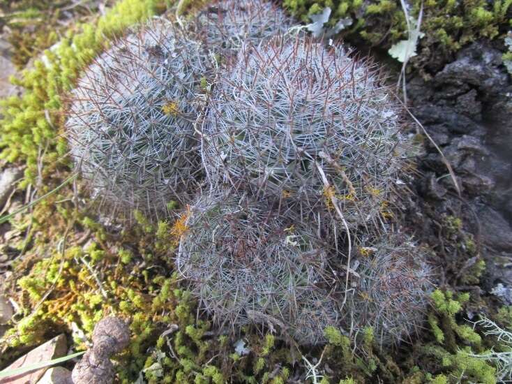 Image of Mammillaria wiesingeri subsp. apamensis (Repp.) D. R. Hunt