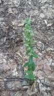 Image of Narrow-lipped helleborine